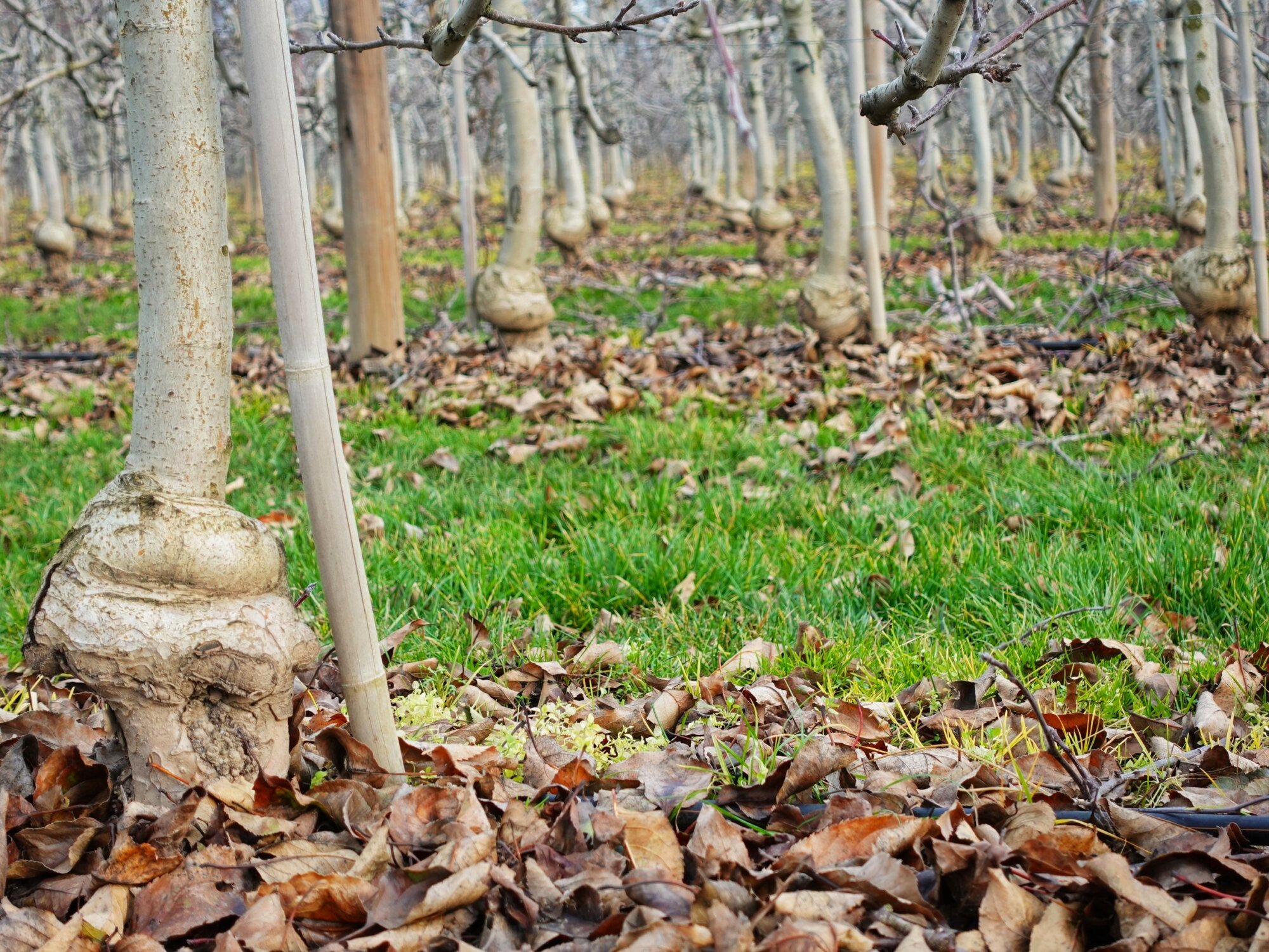 FEUILLAGE PROTECTION VERGERS AMMERSCHWIHR | La Pommeraie Vergers de pommiers protégés par des feuilles aux pieds des arbres. La Pommeraie Ammerschwihr