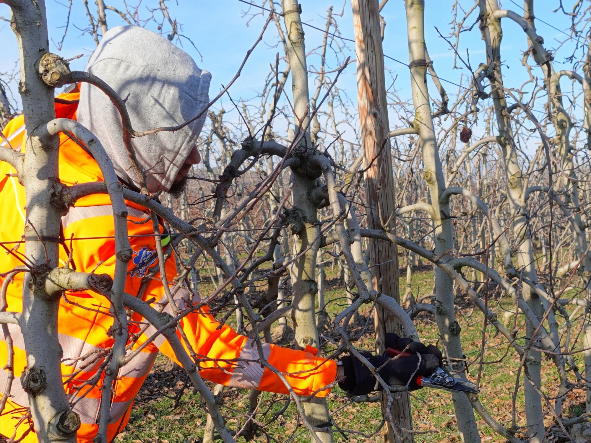 TAILLE POMMIERS LA POMMERAIE 68 | La Pommeraie Taille des pommiers dans les vergers de Mandy à La Pommeraie, Ammerschwihr, Ingersheim, Colmar