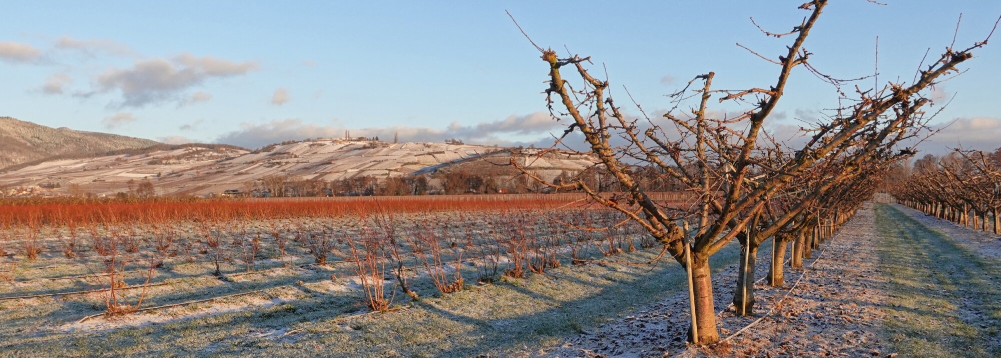 Colline de la N&eacute;cropole de Sigolsheim avec un champ de  myrtilliers au premier plan de La Pommeraie dans le Haut-Rhin