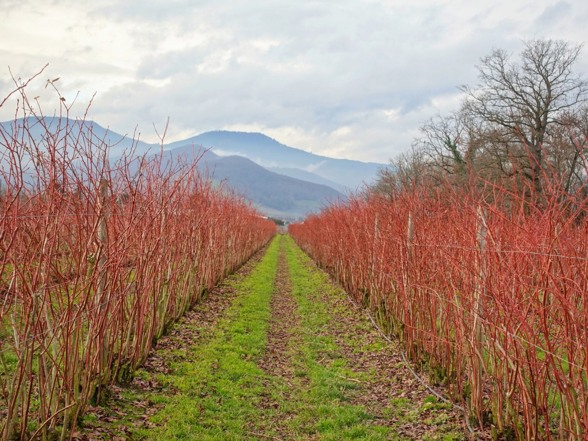 CHAMP MYRTILLE HIVER LA POMMERAIE 68 2 | La Pommeraie Champs de myrtilliers avec les Vosges en arrière-plan, village d'Ammerschwirh, ferme La Pommeraie 68