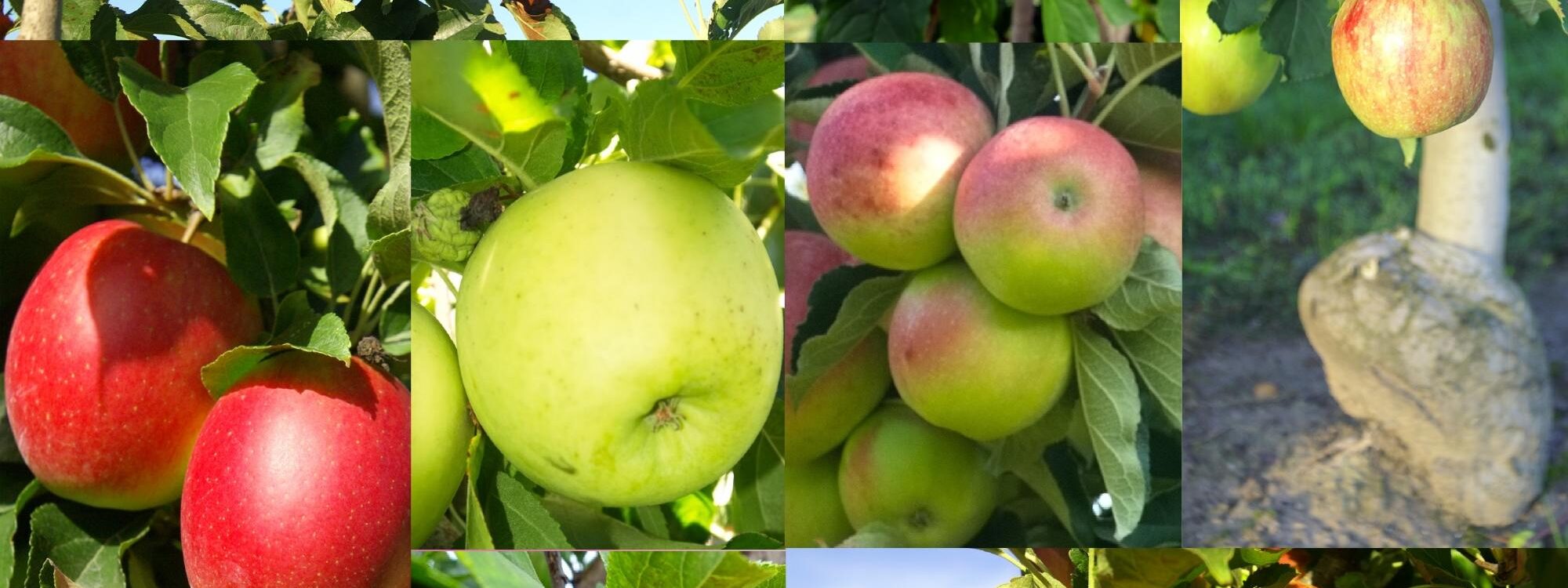 Les fruits d&rsquo;hiver : lesquels choisir pour faire le plein de vitamines ?