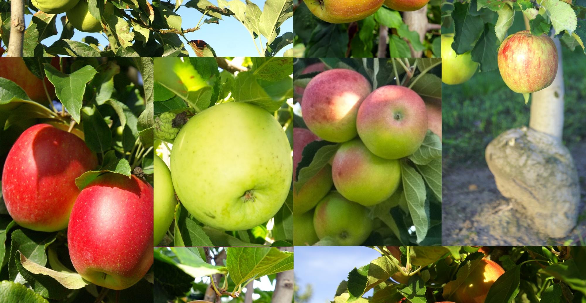 Les fruits d&rsquo;hiver : lesquels choisir pour faire le plein de vitamines ?