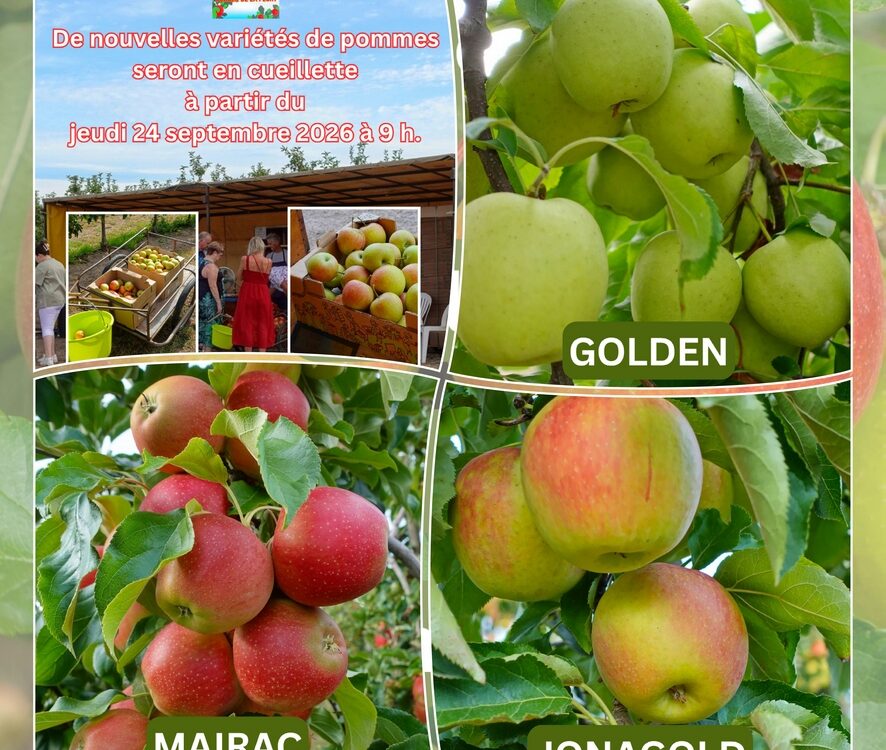 Les pommes Golden, Mairac et Jonagold sont en libre cueillette !