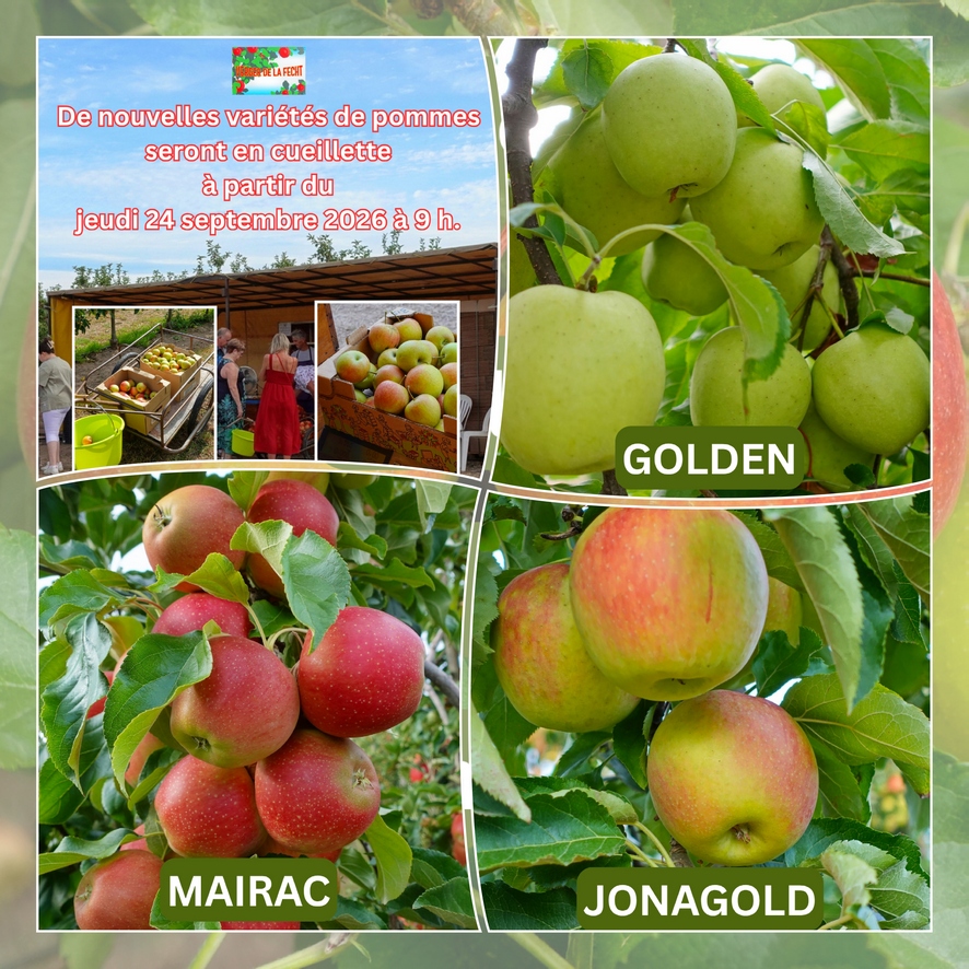 Les pommes Golden, Mairac et Jonagold sont en libre cueillette !