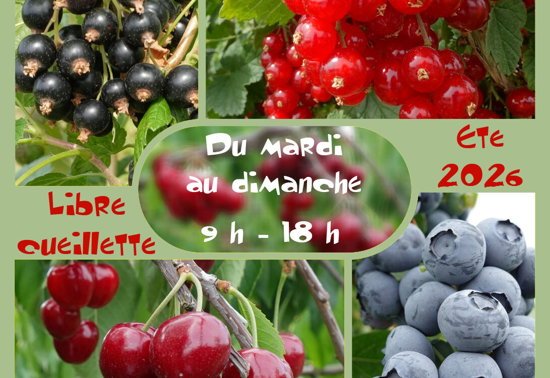 La libre cueillette des fruits d’&eacute;t&eacute; est totalement ouverte (cerises, myrtilles, groseilles, cassis)