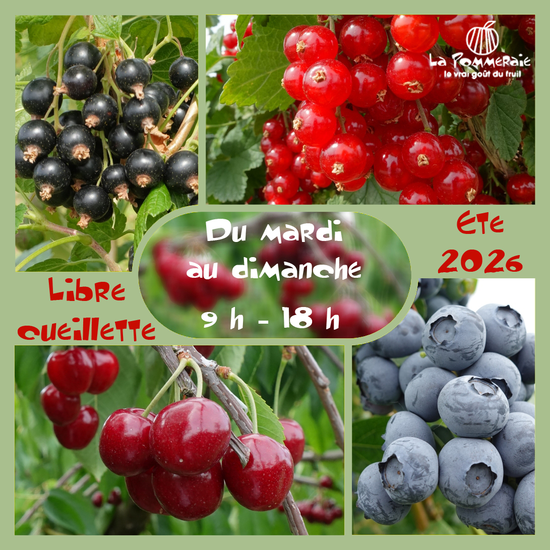 La libre cueillette des fruits d’&eacute;t&eacute; est totalement ouverte (cerises, myrtilles, groseilles, cassis)