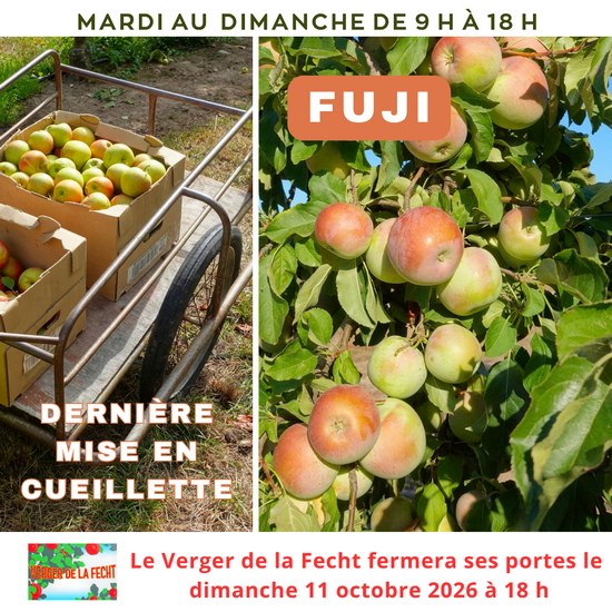 Les pommes Fuji sont en libre cueillette !