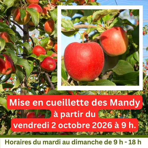 Les pommes Mandy sont en libre cueillette !